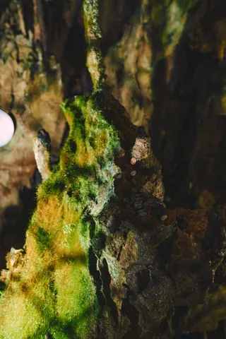 洞窟の中で緑の苔に覆われた岩肌の接写