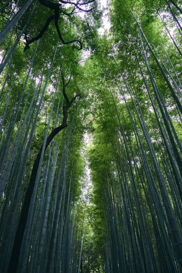 真下から見上げた、空へ伸びる竹林