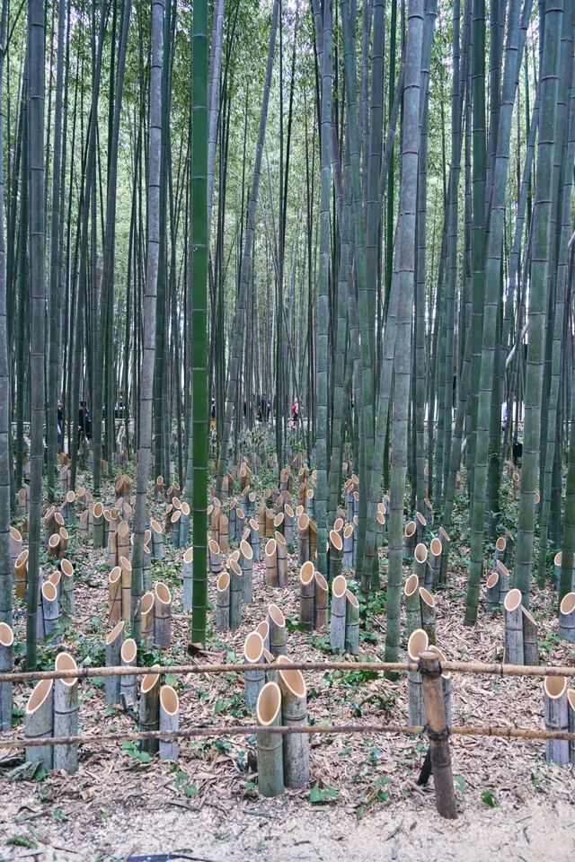切り株の並ぶ竹林と、手前の竹垣